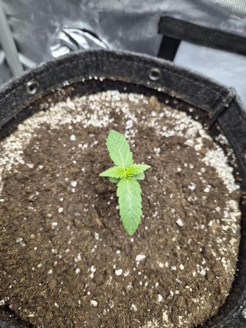 Mango Frost Auto. Week 1
