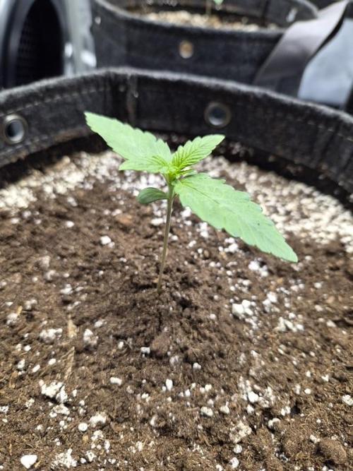 Mango Frost Auto. Week 1