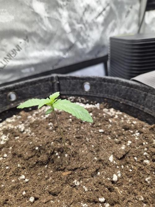 Mango Frost Auto. Week 1