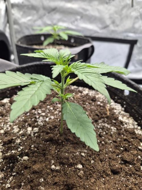 Mango Frost Auto. Week 2