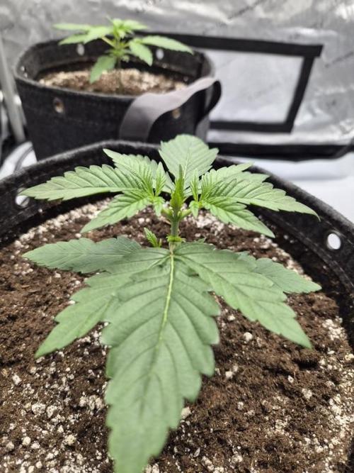 Mango Frost Auto. Week 2