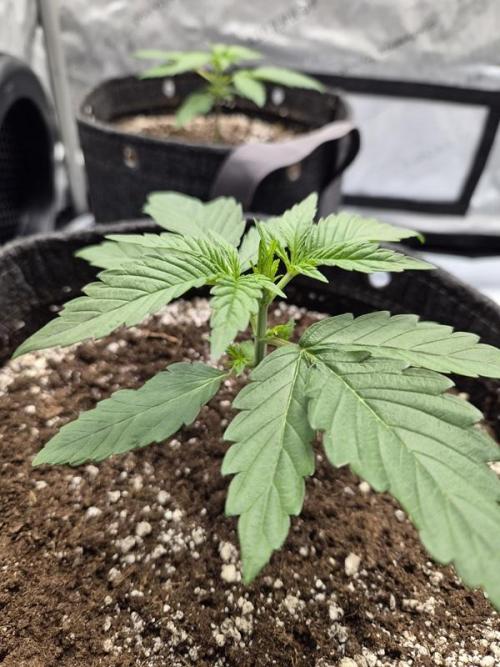 Mango Frost Auto. Week 2