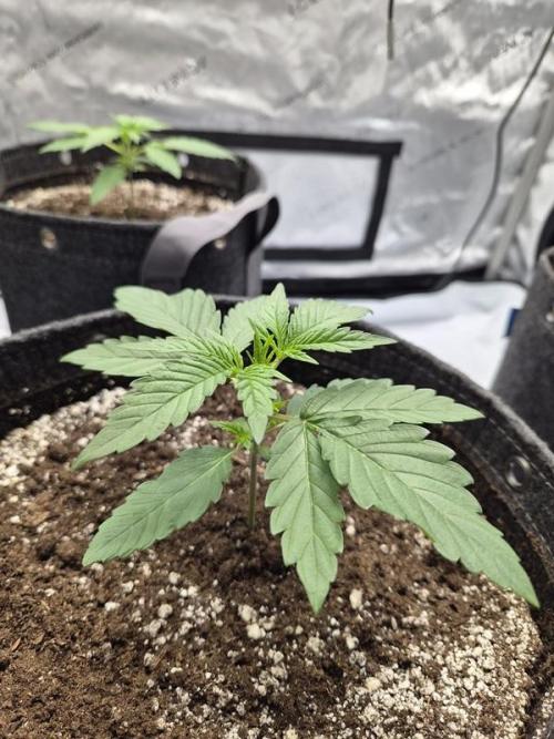 Mango Frost Auto. Week 2