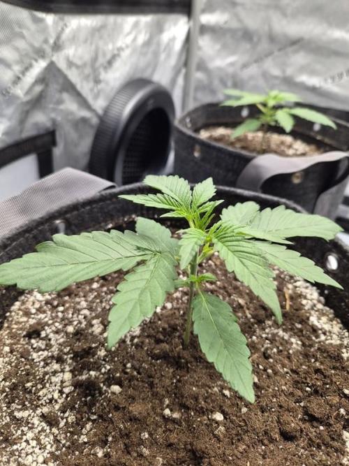Mango Frost Auto. Week 2