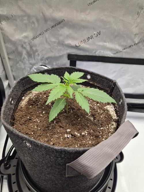 Mango Frost Auto. Week 2