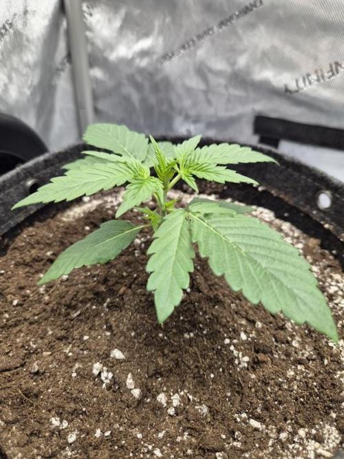 Mango Frost Auto. Week 2