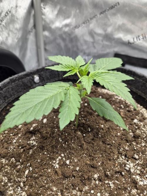 Mango Frost Auto. Week 2