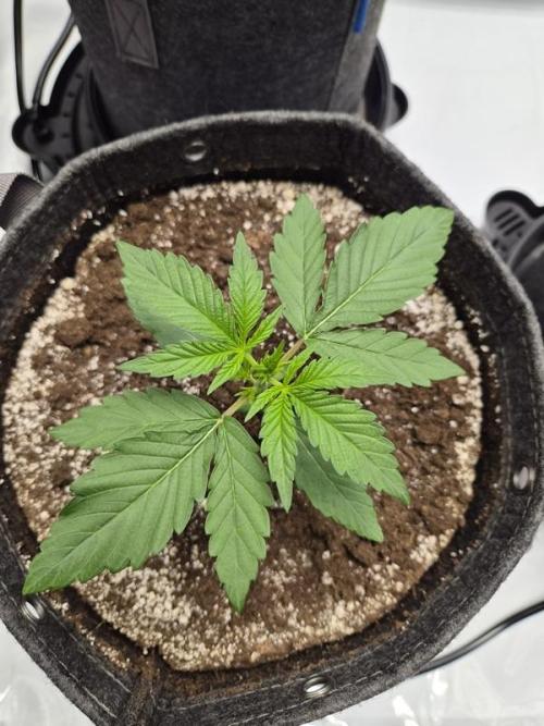 Mango Frost Auto. Week 2