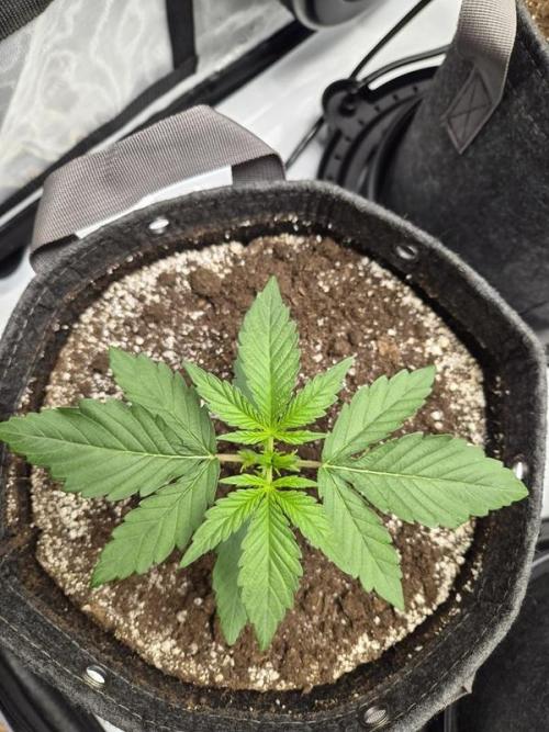 Mango Frost Auto. Week 2