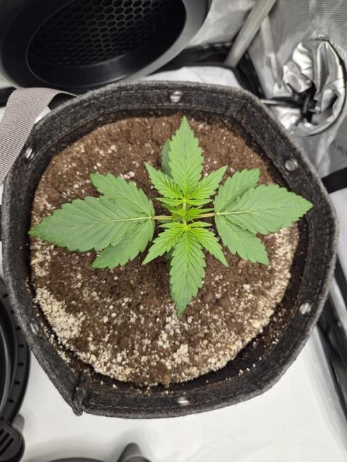 Mango Frost Auto. Week 2