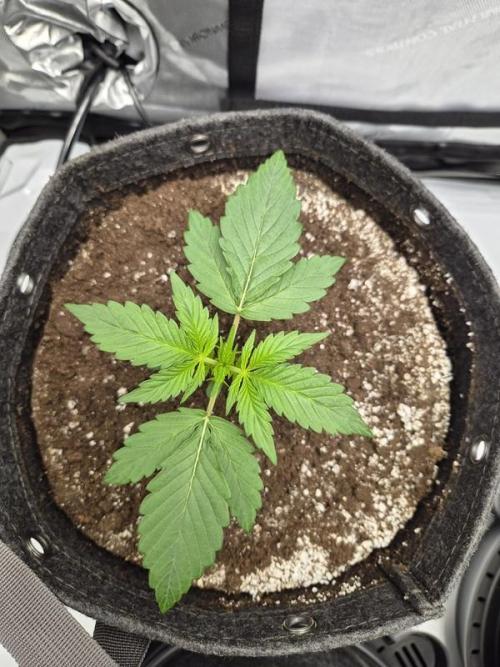 Mango Frost Auto. Week 2
