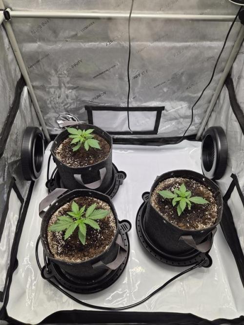 Mango Frost Auto. Week 2