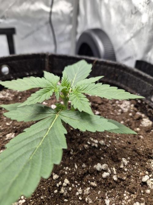 Sundae Frost Auto. Week 2