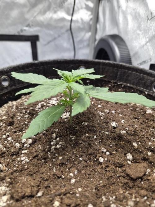 Sundae Frost Auto. Week 2