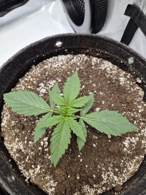 Sundae Frost Auto. Week 2
