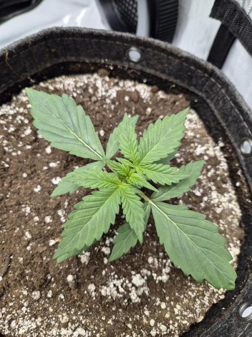 Sundae Frost Auto. Week 2