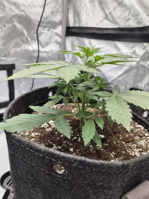 Sundae Frost Auto. Week 3