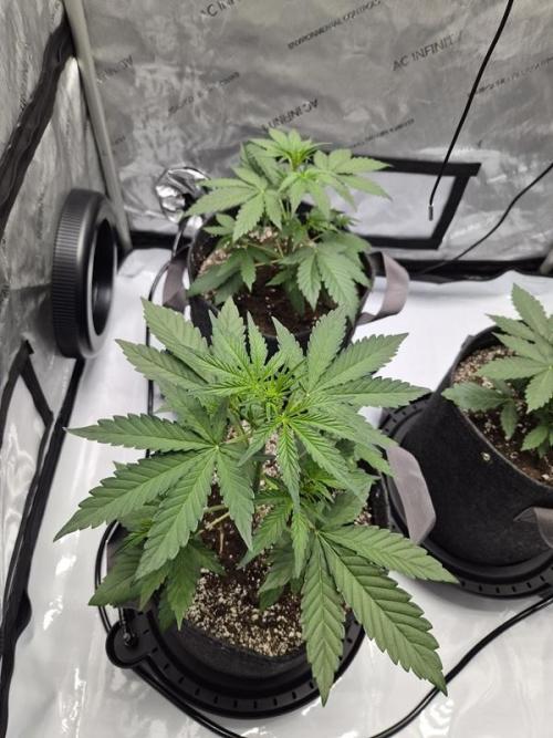 Mango Frost Auto. Week 3