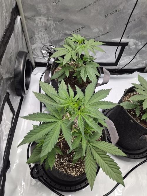 Mango Frost Auto. Week 3