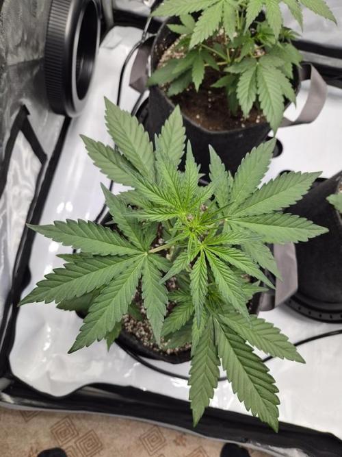 Mango Frost Auto. Week 3