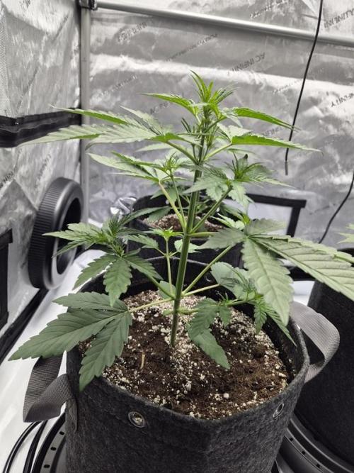 Mango Frost Auto. Week 3