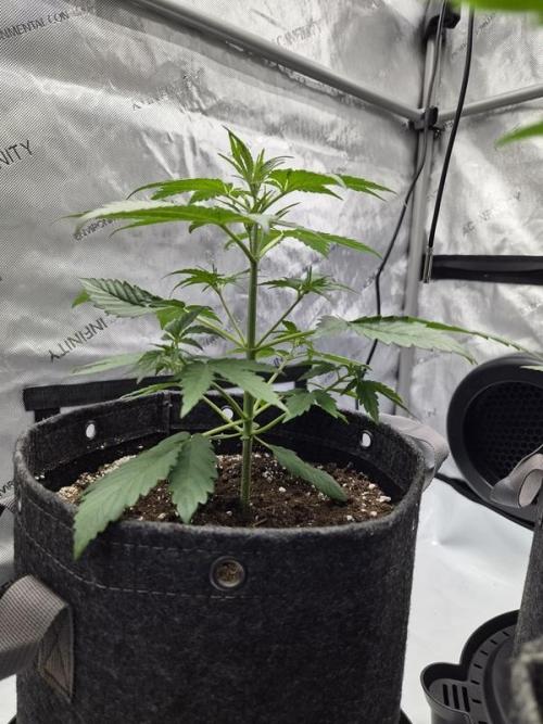 Mango Frost Auto. Week 3