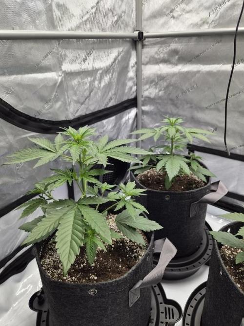 Mango Frost Auto. Week 3