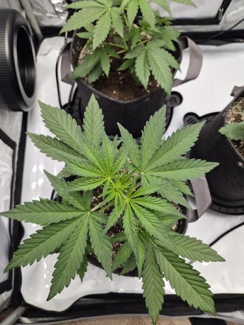 Mango Frost Auto. Week 3