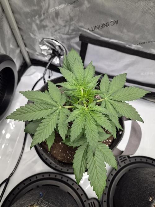 Mango Frost Auto. Week 3