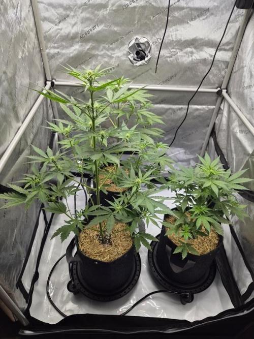 Sundae Frost Auto. Week 4