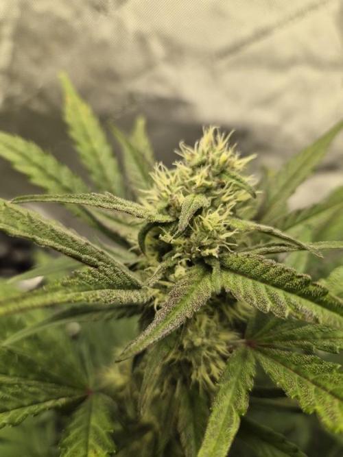Mango Frost Auto. Week 6