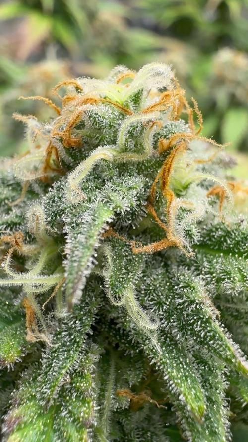 First Clone, first Indoor Grow