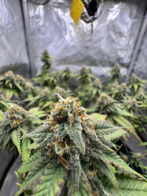 First Clone, first Indoor Grow. Week 17