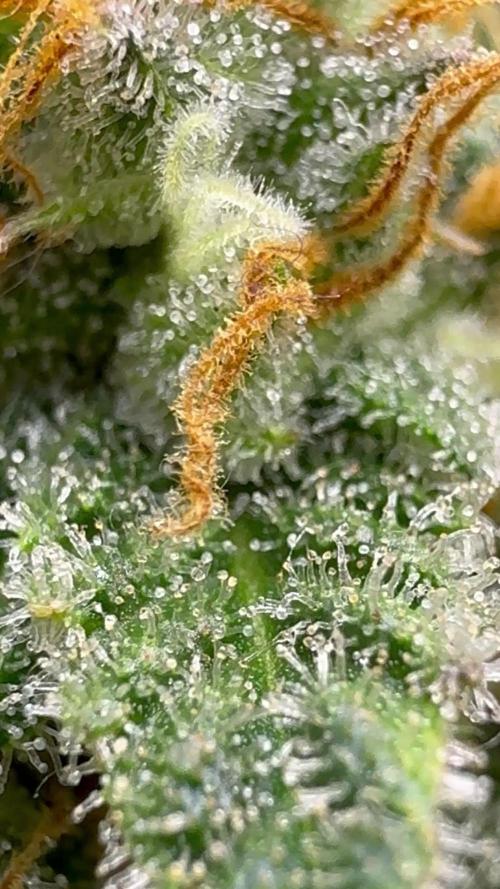 First Clone, first Indoor Grow