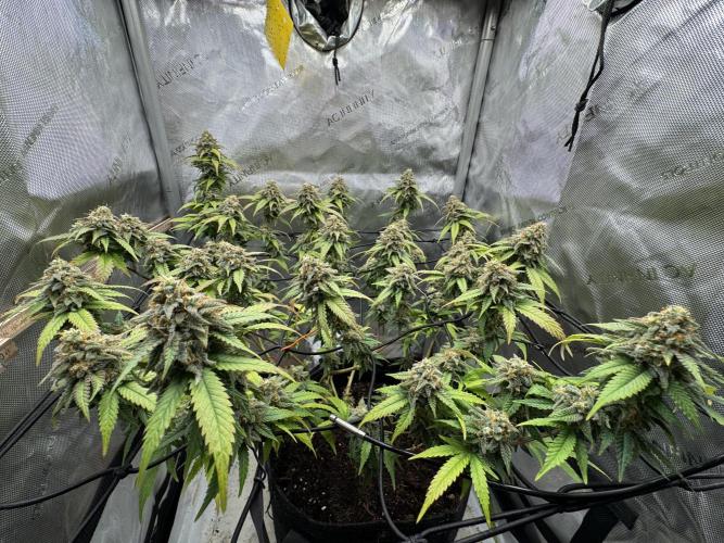 First Clone, first Indoor Grow. Week 18