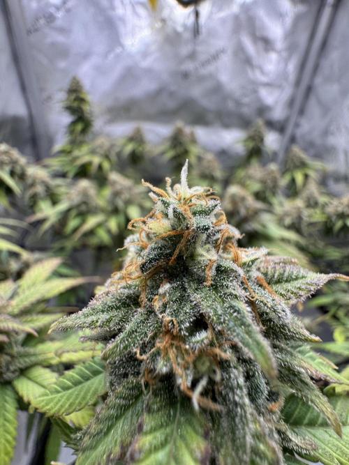 First Clone, first Indoor Grow. Week 18