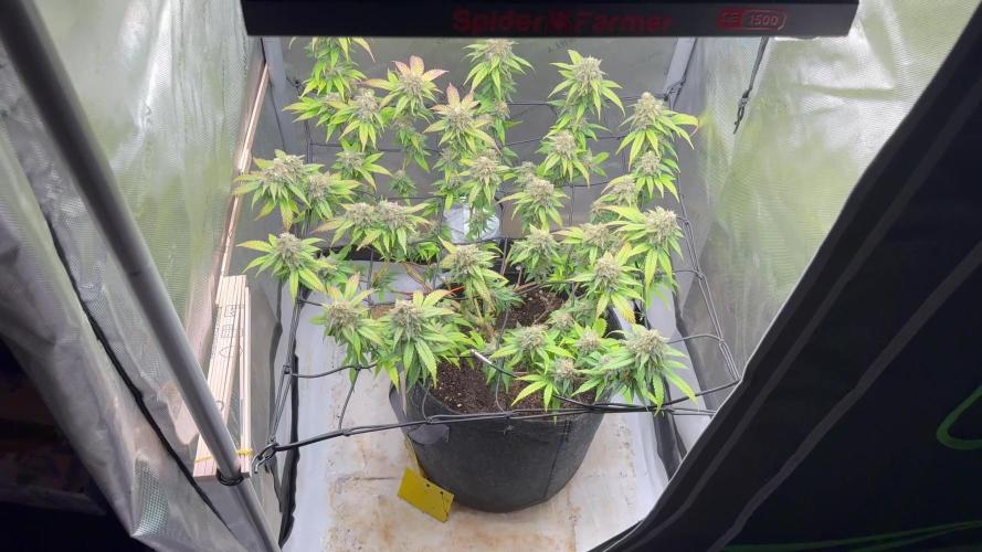 First Clone, first Indoor Grow