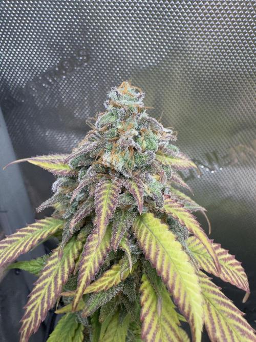 First Clone, first Indoor Grow. Week 19