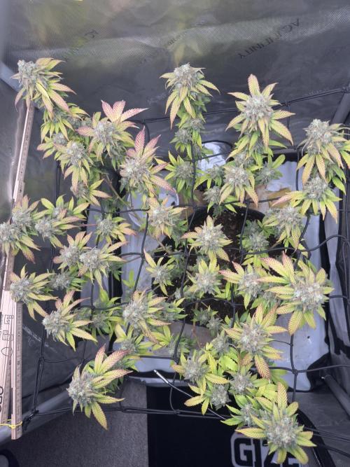 First Clone, first Indoor Grow. Week 19