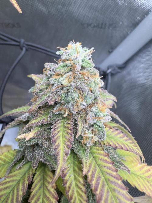 First Clone, first Indoor Grow. Week 19