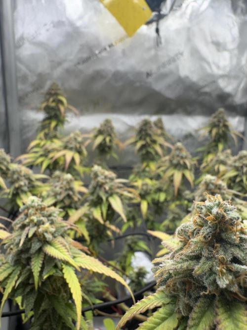 First Clone, first Indoor Grow. Week 19