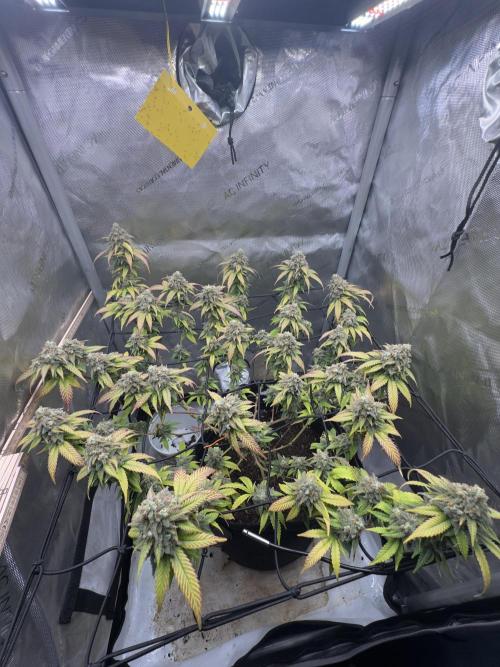 First Clone, first Indoor Grow. Week 19