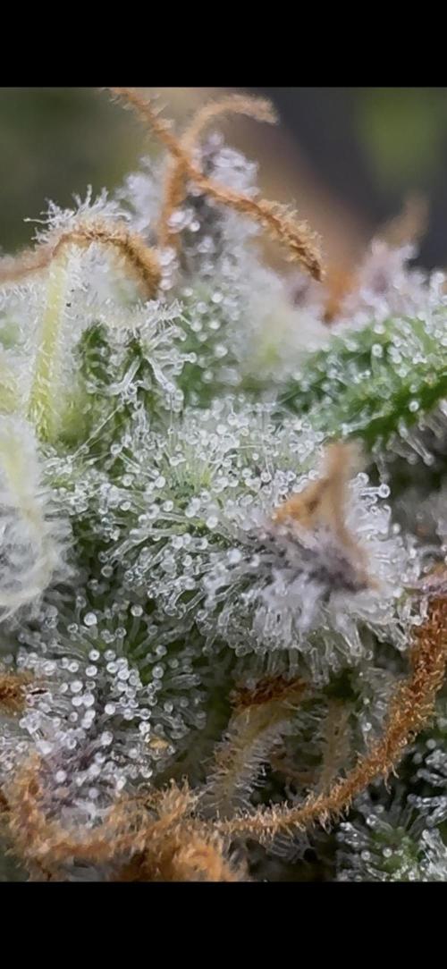 First Clone, first Indoor Grow. Week 19