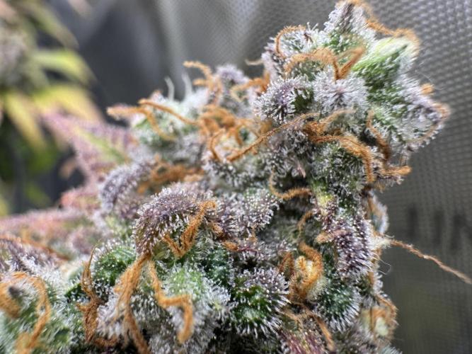 First Clone, first Indoor Grow. Week 20