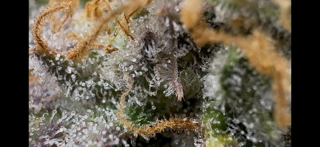 First Clone, first Indoor Grow. Week 20