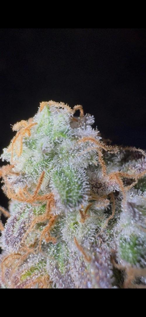 First Clone, first Indoor Grow. Week 20 - test