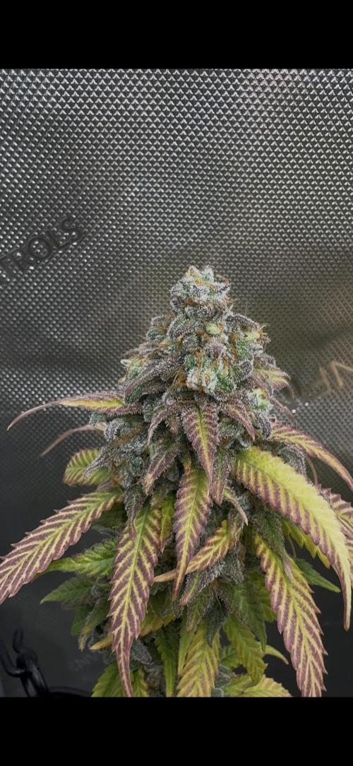 First Clone, first Indoor Grow. Week 20 - headbud