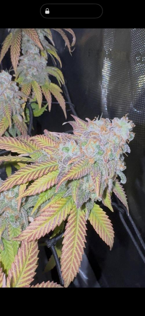 First Clone, first Indoor Grow. Week 20