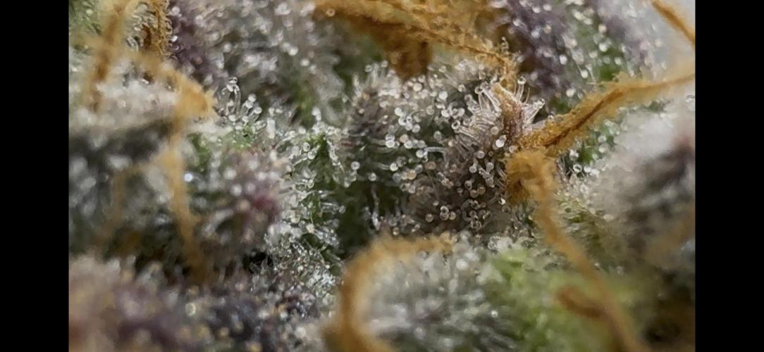 First Clone, first Indoor Grow. Week 20