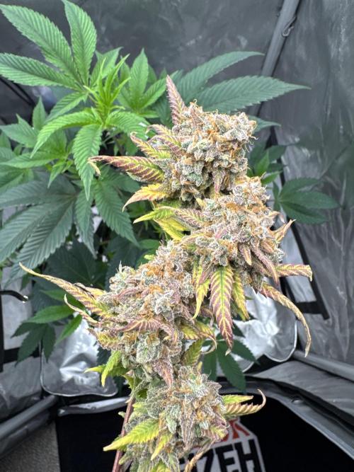 First Clone, first Indoor Grow. Week 21